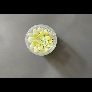Small Fake succulent